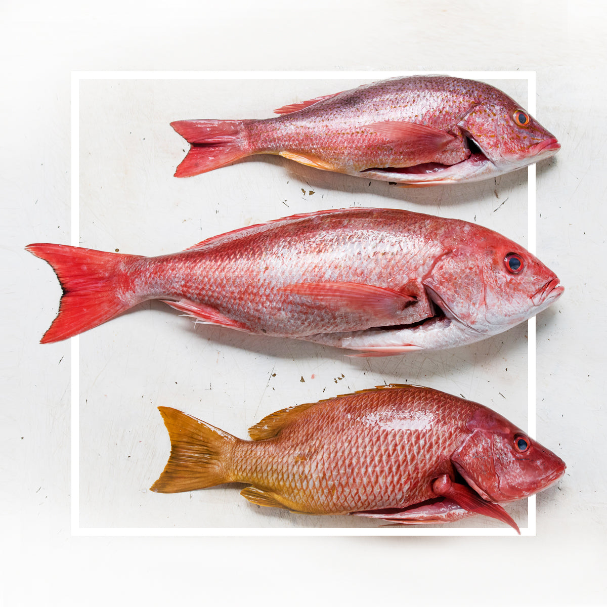 Pargo Entero – Mar Azul Fresh Fish